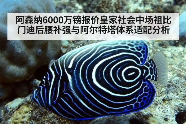 阿森纳6000万镑报价皇家社会中场祖比门迪后腰补强与阿尔特塔体系适配分析